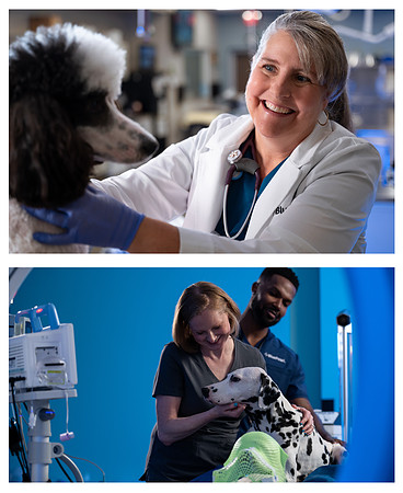 Recent re-brand campaign shoot for a Nationwide Pet Healthcare Provider.